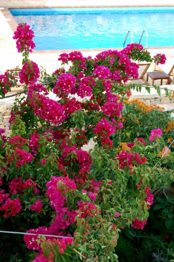 קופוניסיה Aeolos Hotel מראה חיצוני תמונה